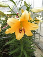 [1764 Corcovado VH No01.JPG]